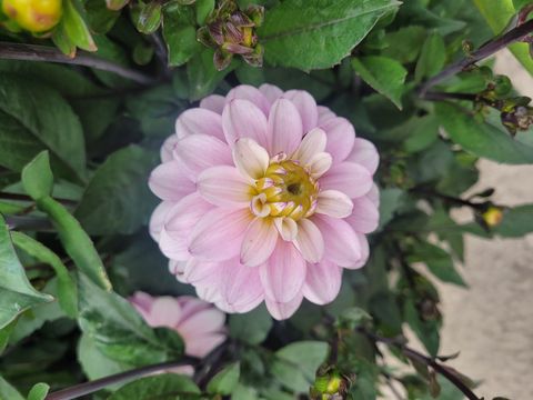 Pacific Jewel