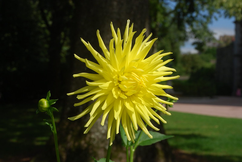 Yellow Star