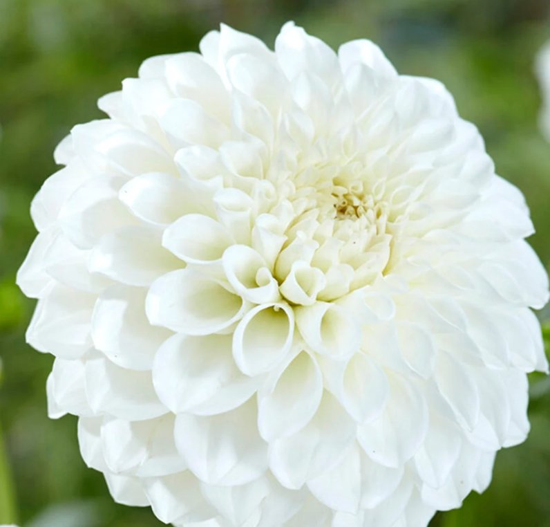 Boom Boom White