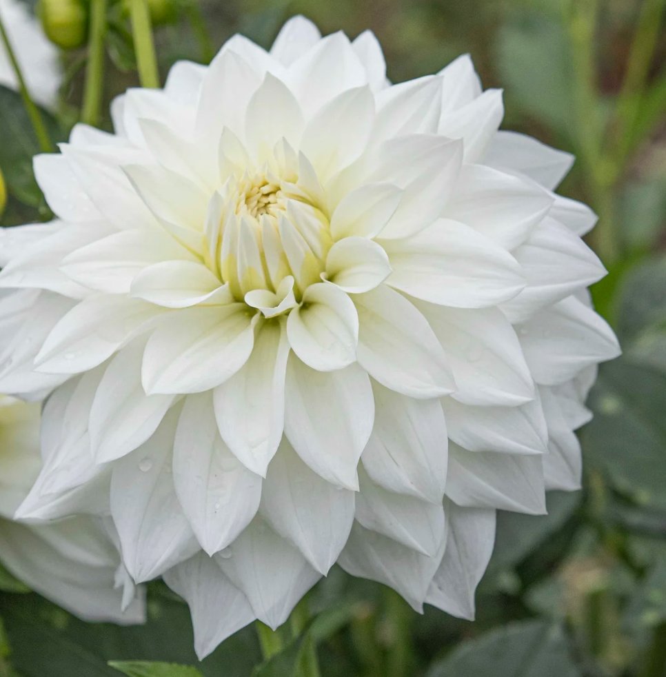 Beaucon White