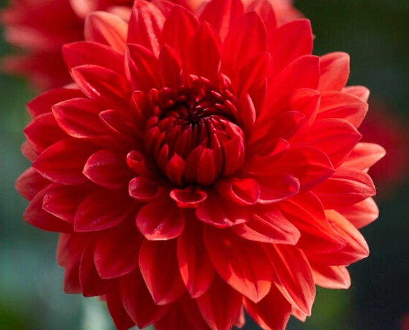 Garden Wonder