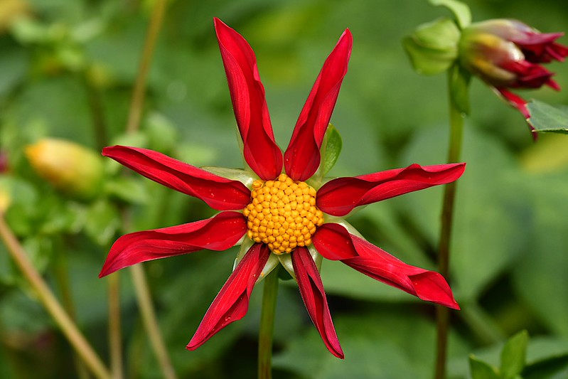 Honka Red