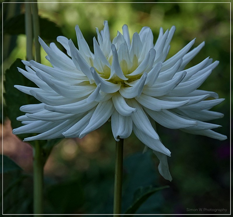 Honka White