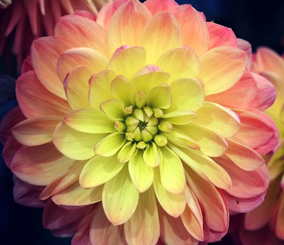 Evening Glow