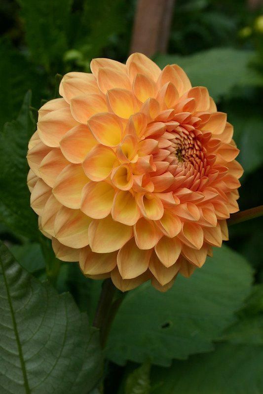 Blyton Softer Gleam