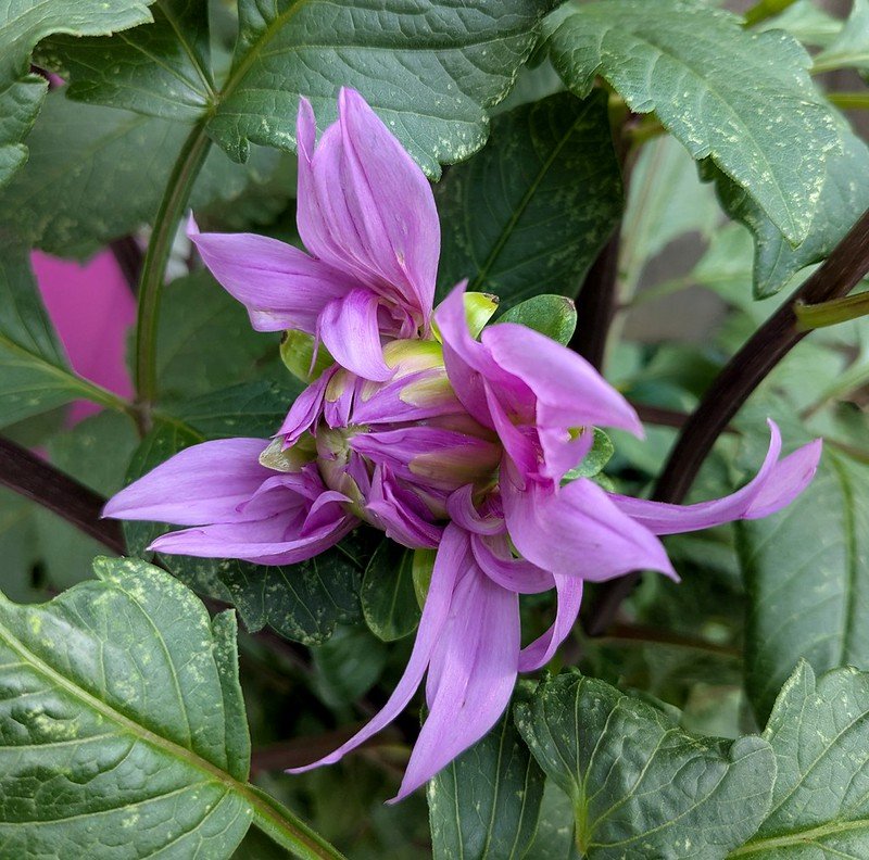 Penhill Dark Monarch