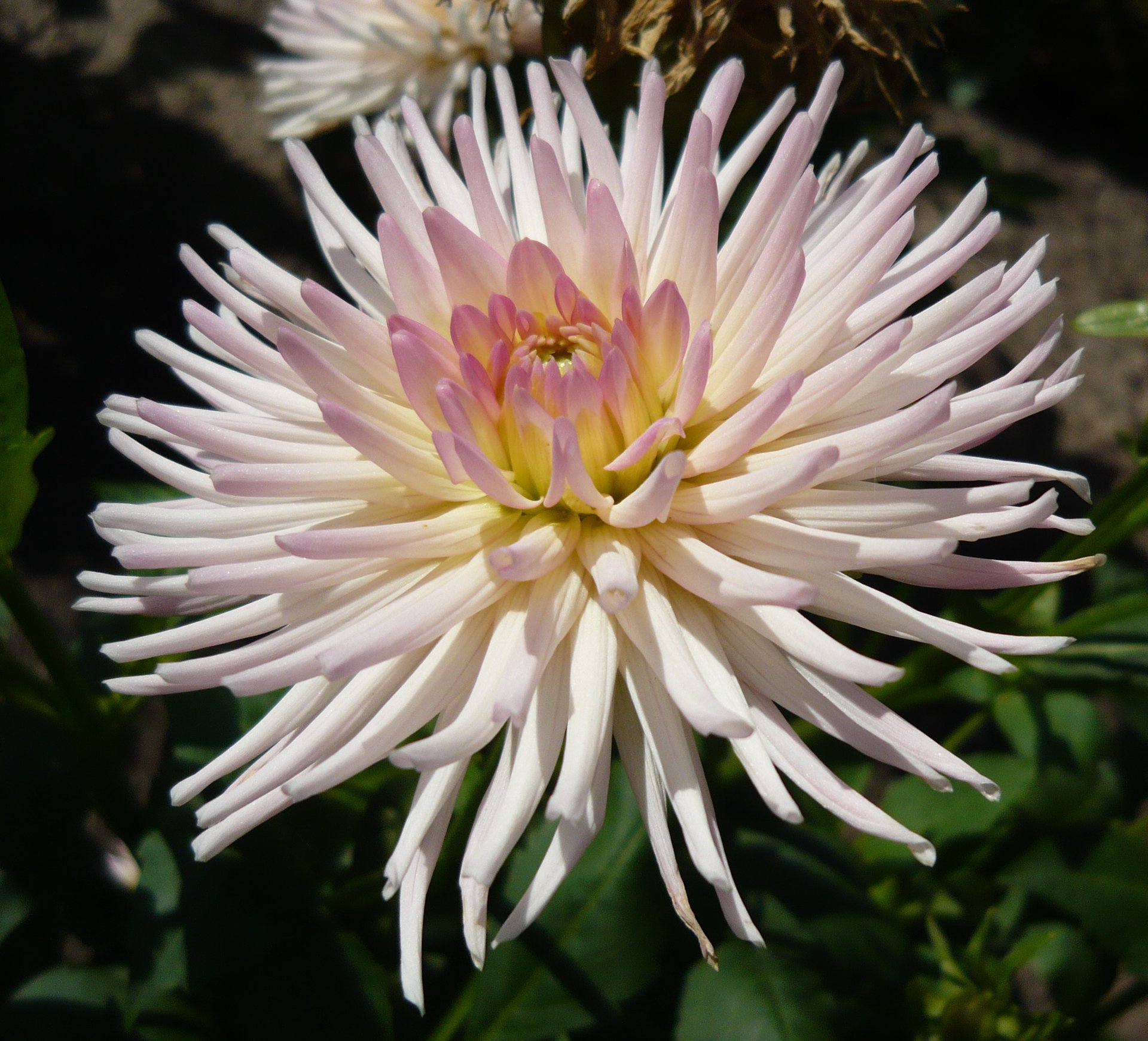 Dahlia Star Elite
