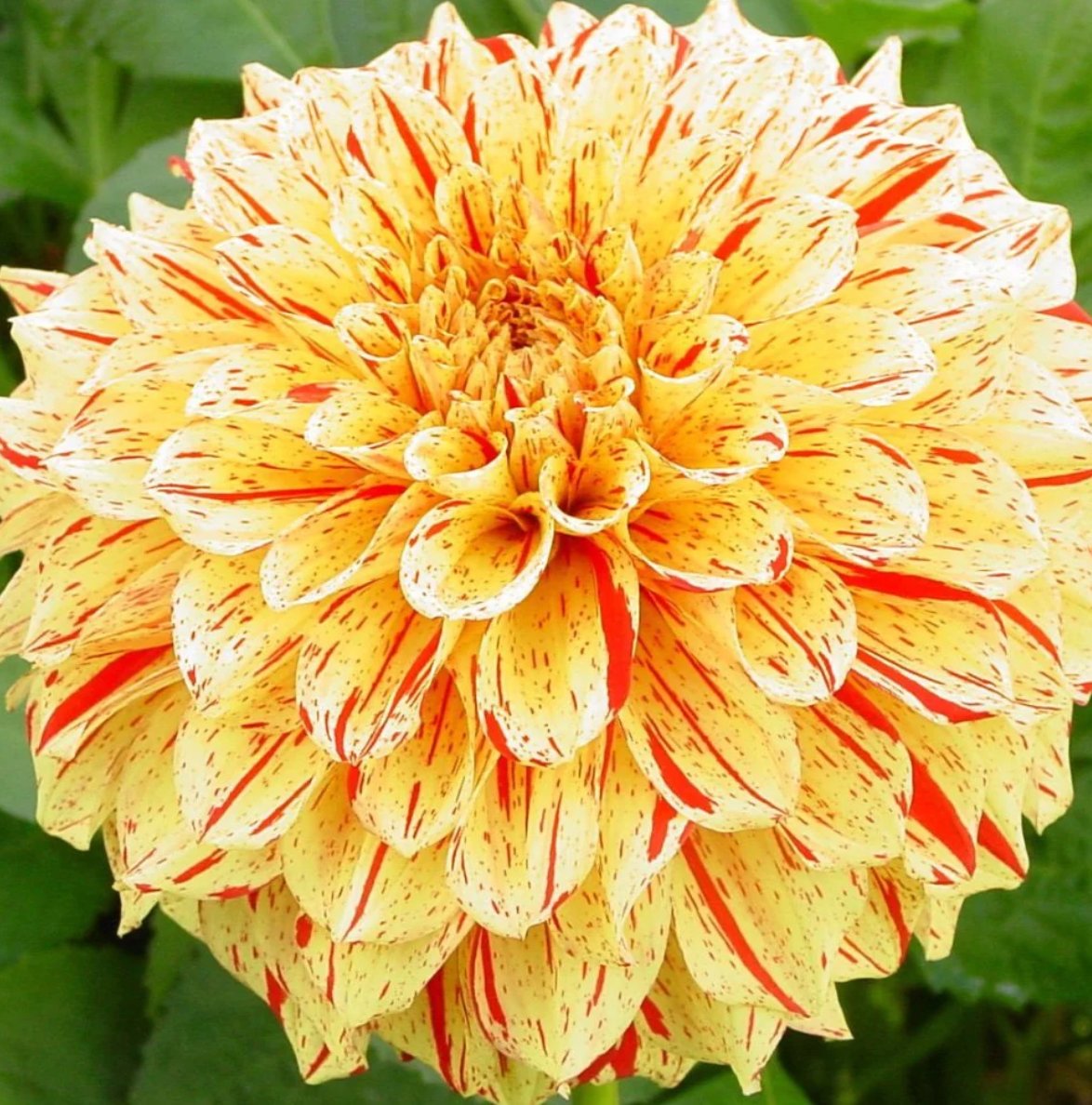 Gloriosa