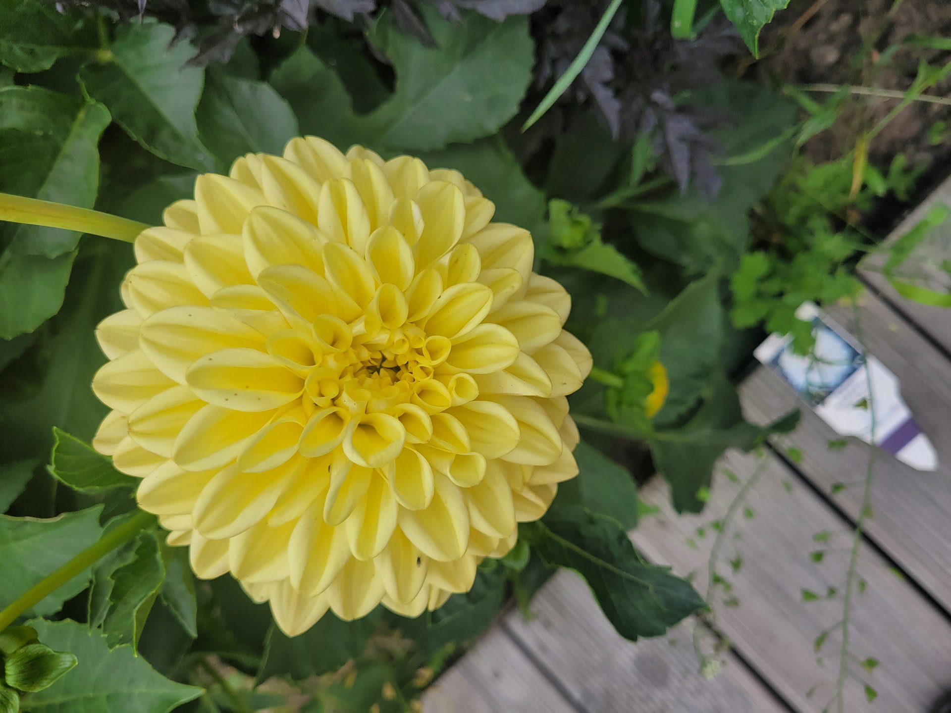 Golden Eye