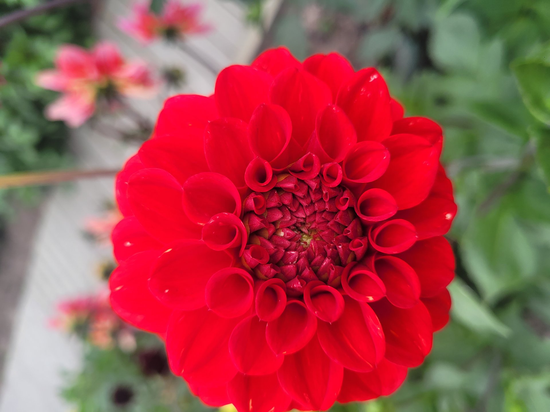 Red Symphony