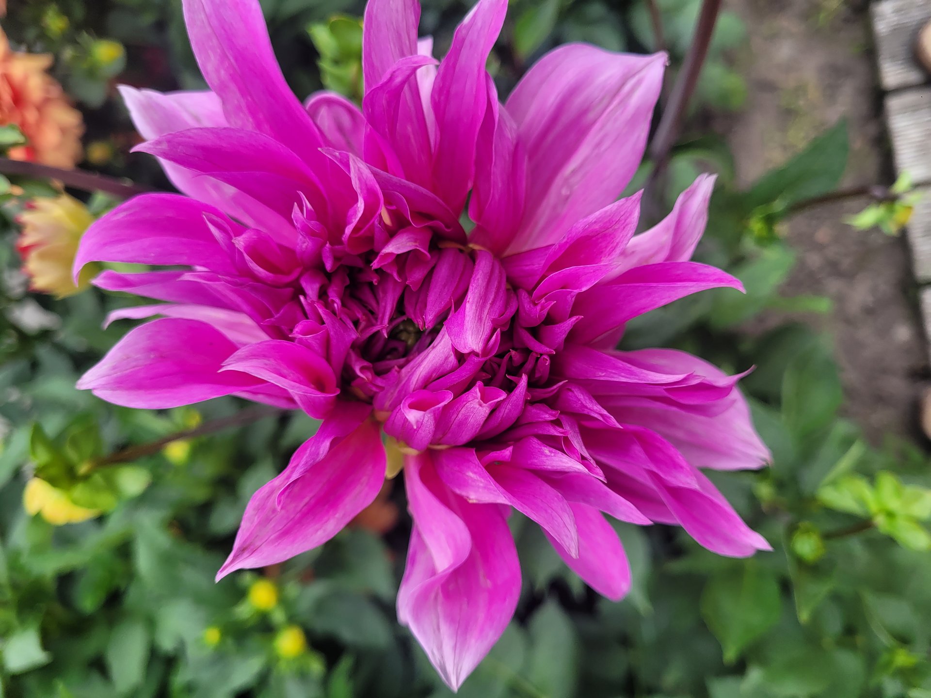 Babylon Lilac