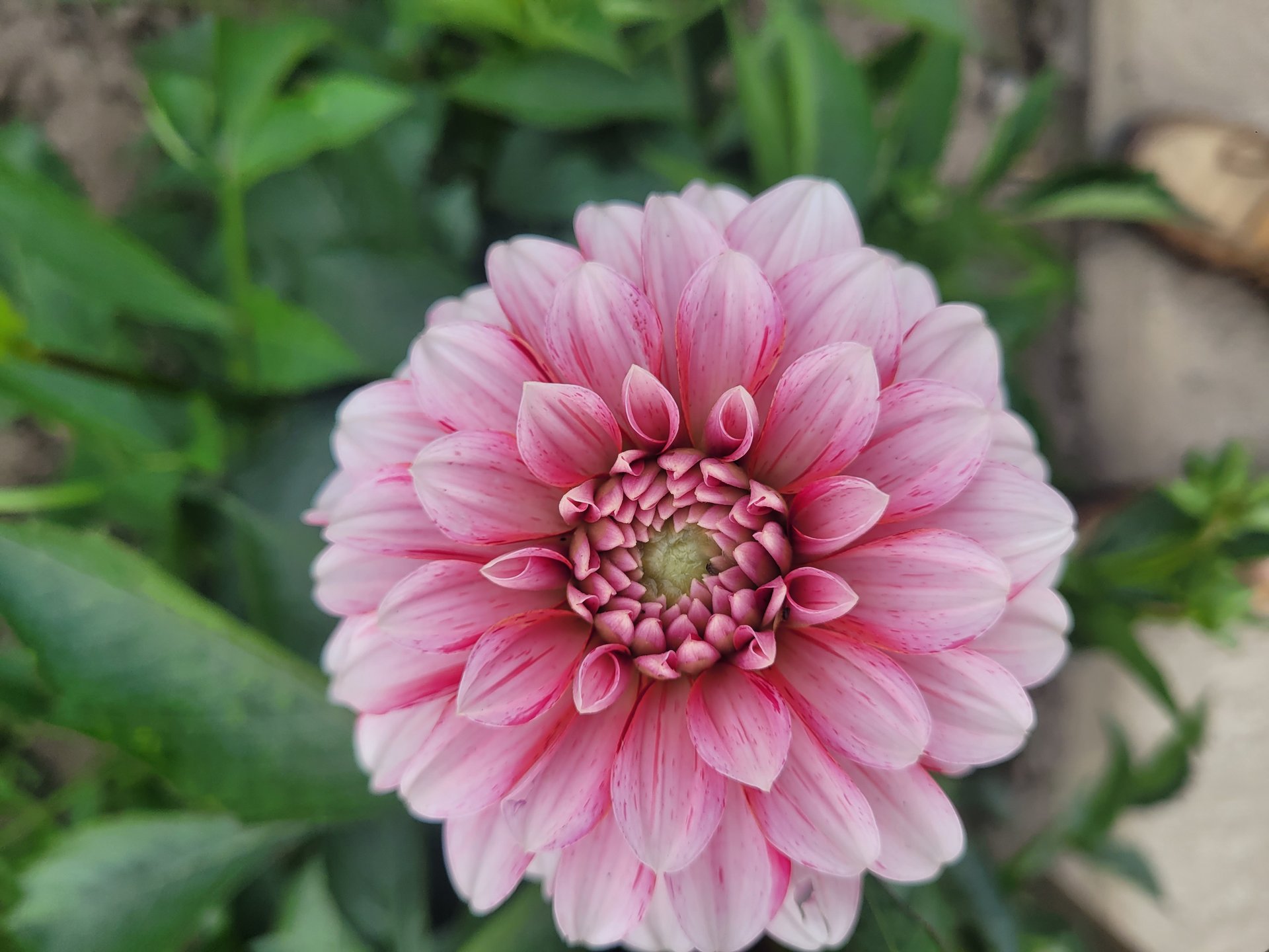 Strawberry Cream