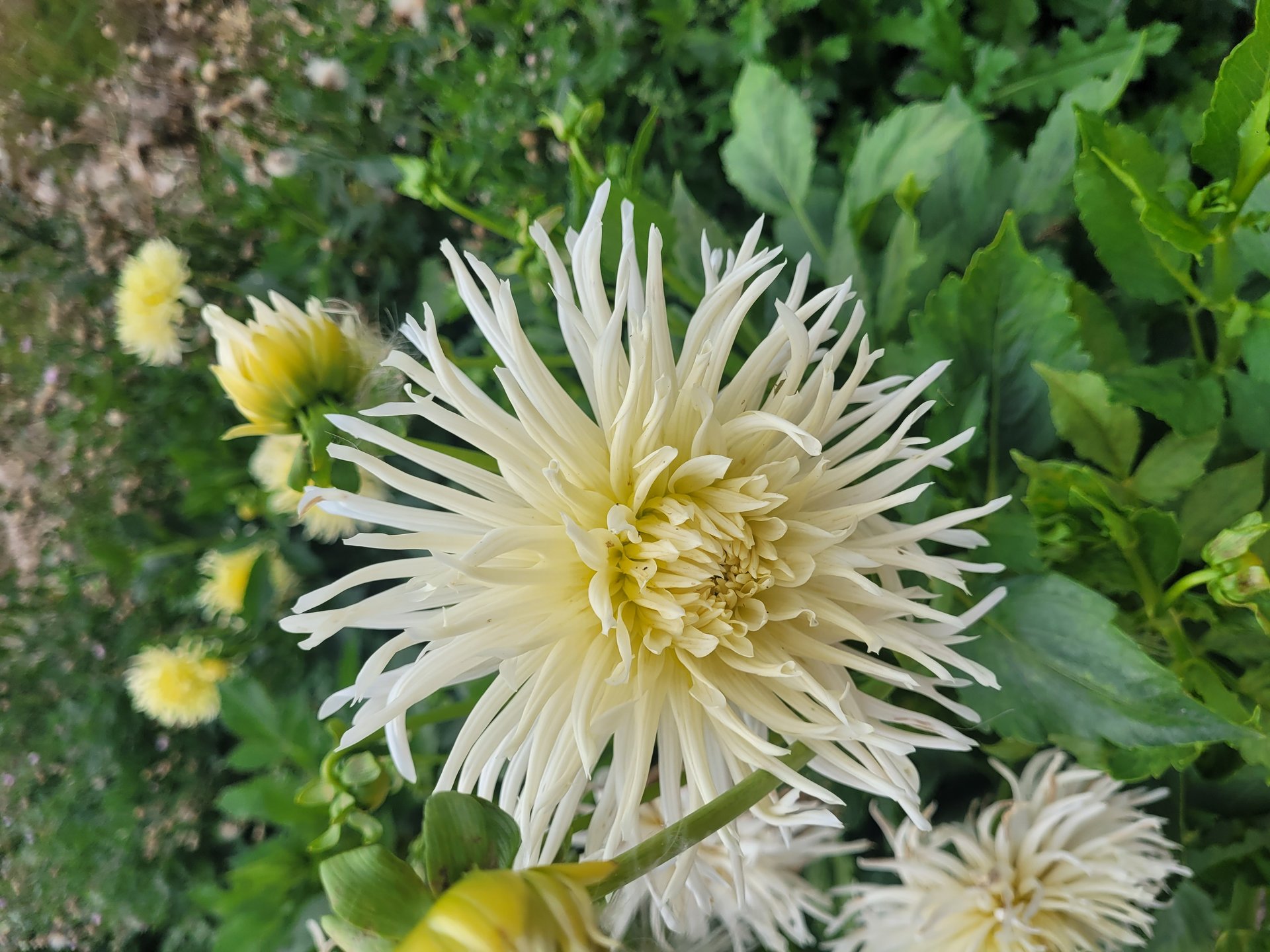 White Star