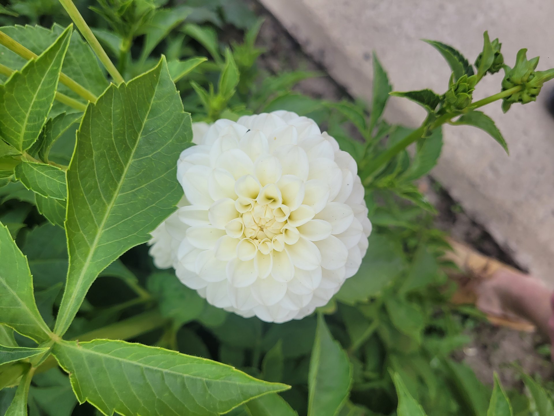 White Aster