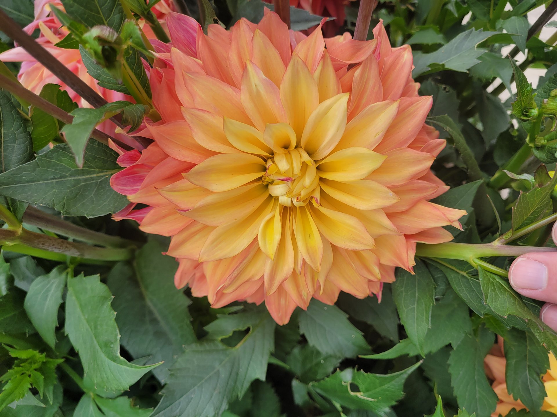 Blushing Lady