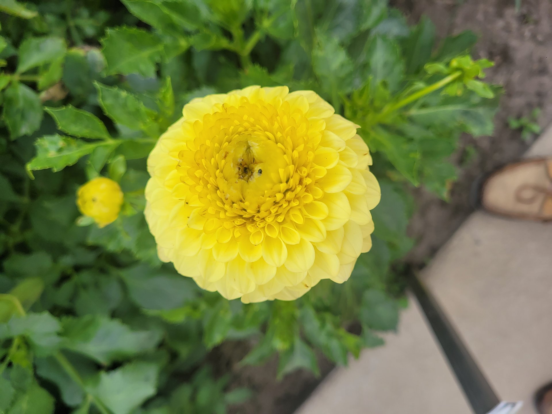 Golden Torch