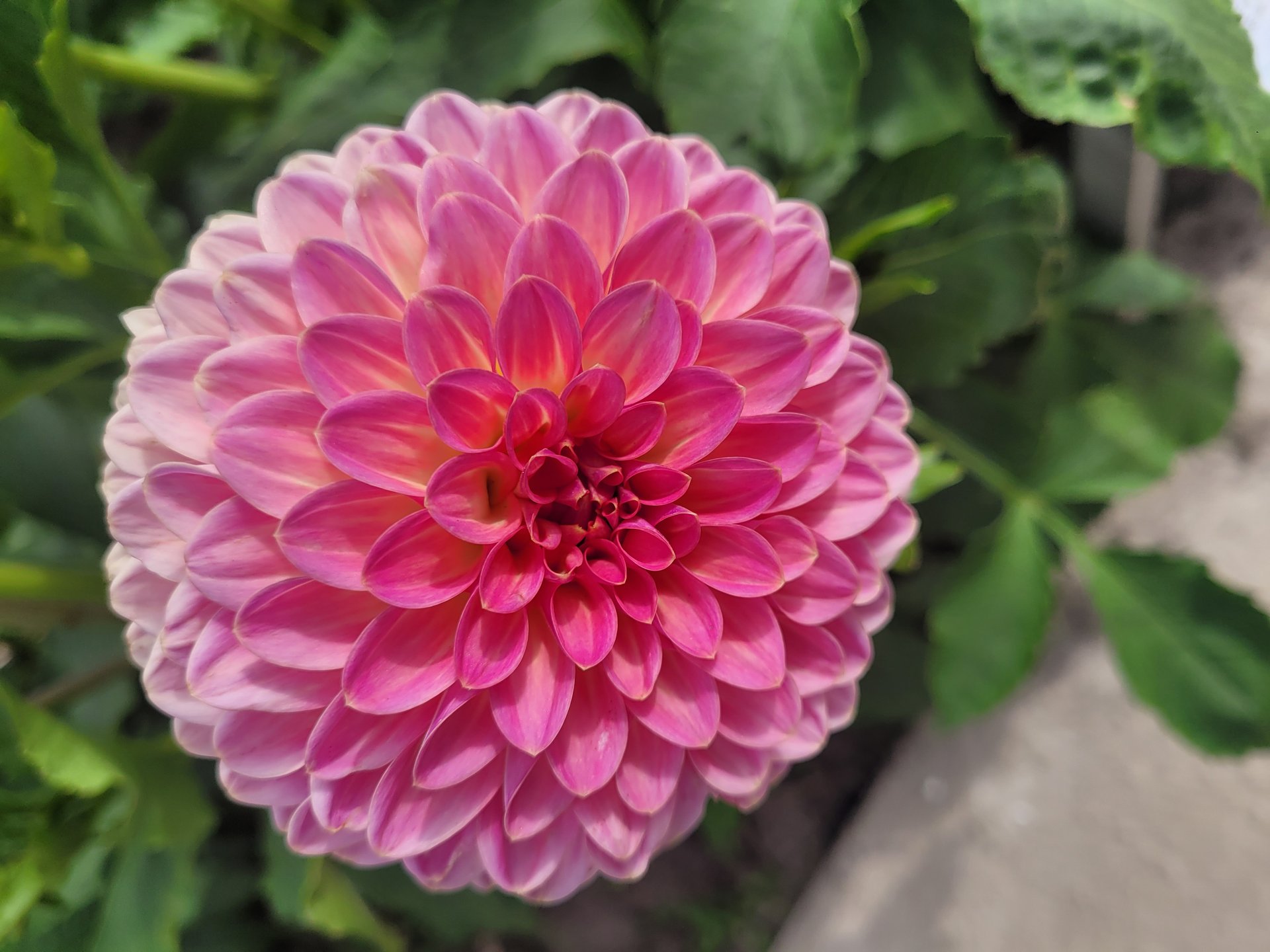 Pink Suffusion