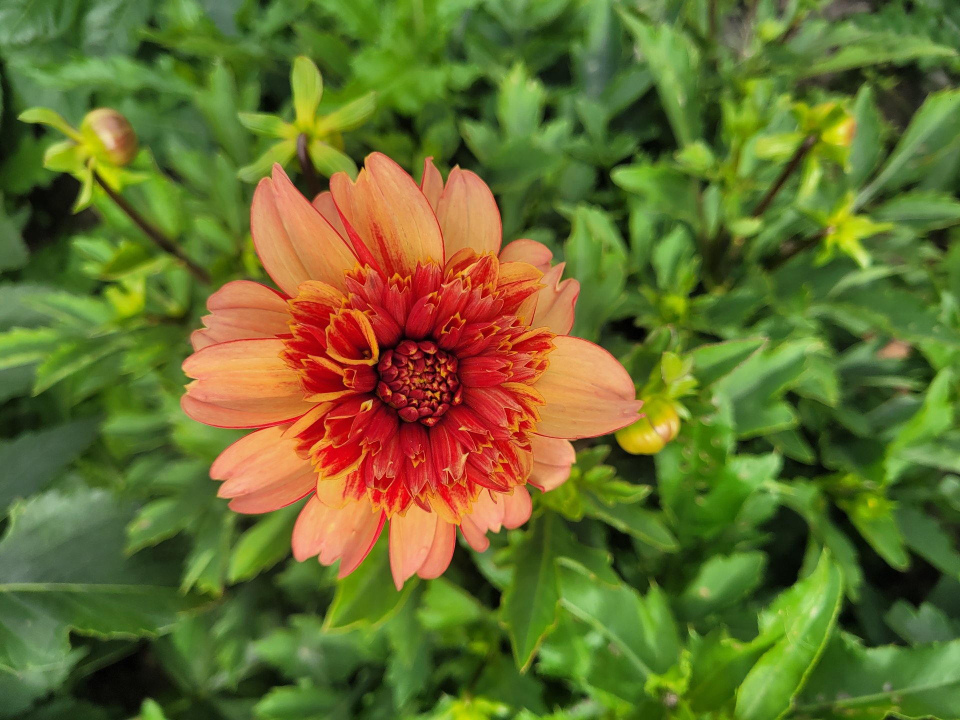Tangerine Beauty
