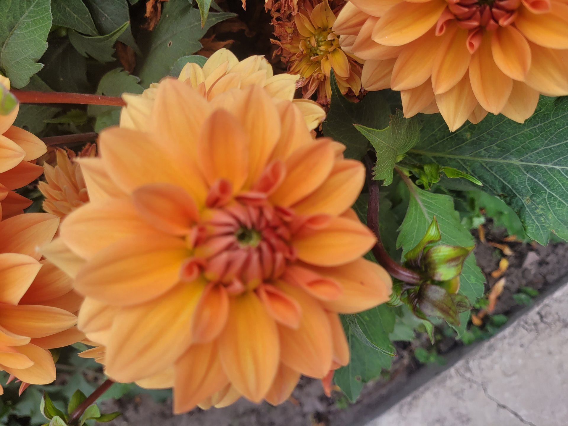 Summer Flame