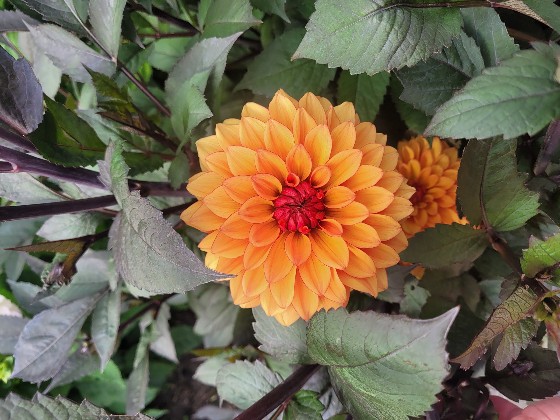 Statue of Orange