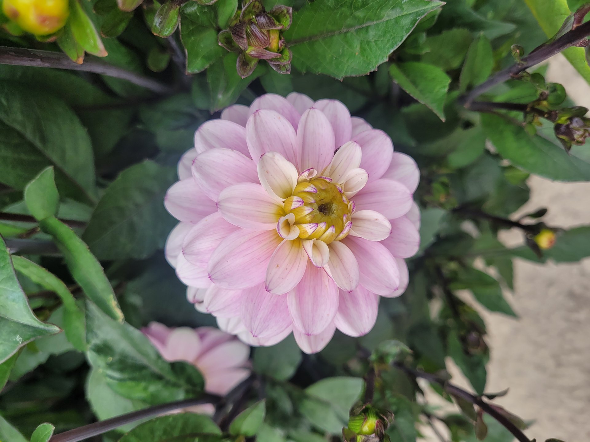Pacific Jewel