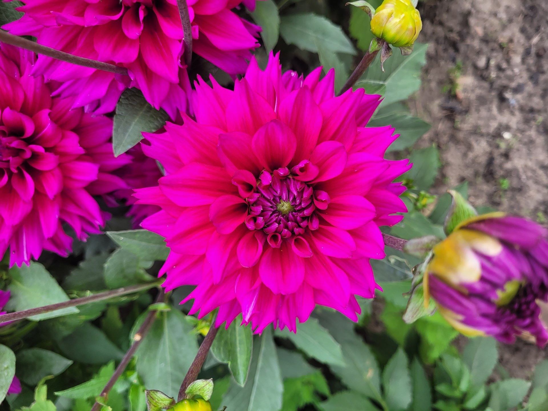 Fuchsia Charm