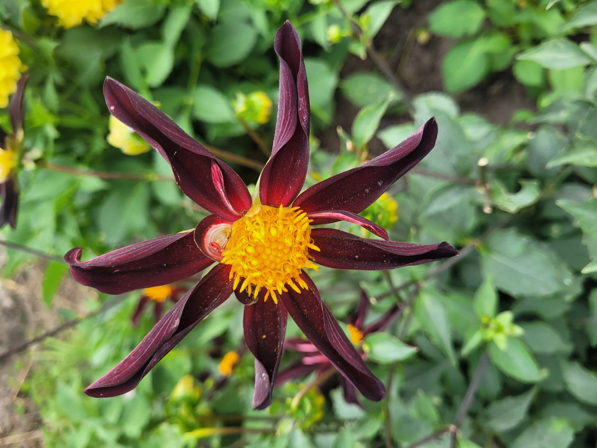 Honka Dark
