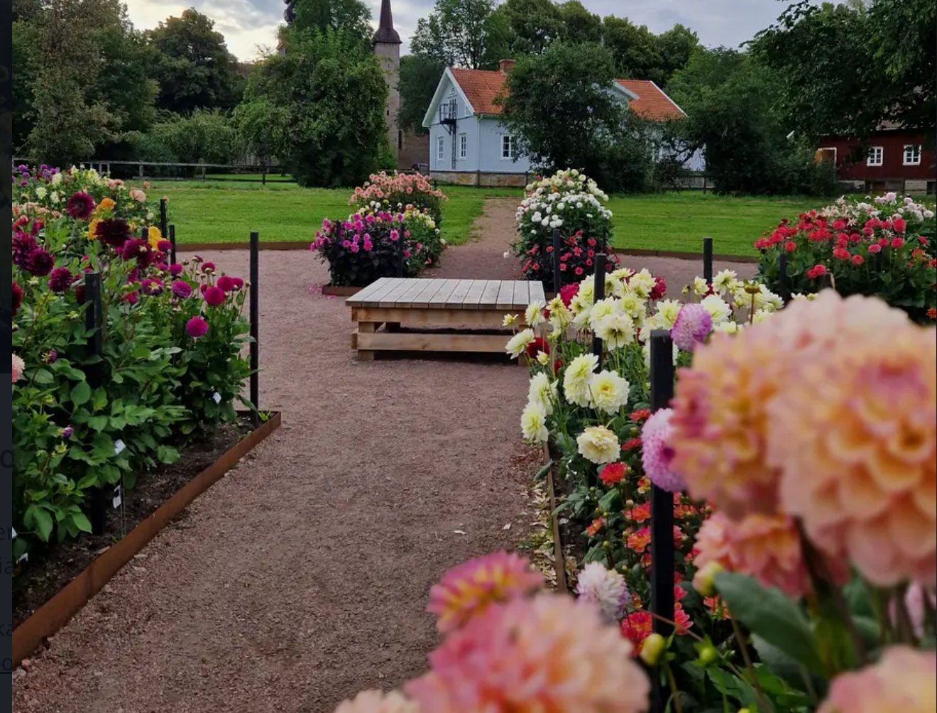 Varnhem Dahlia Garden